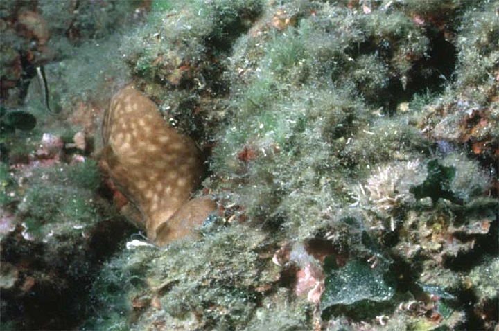 23 Chondrilla nucula.jpg